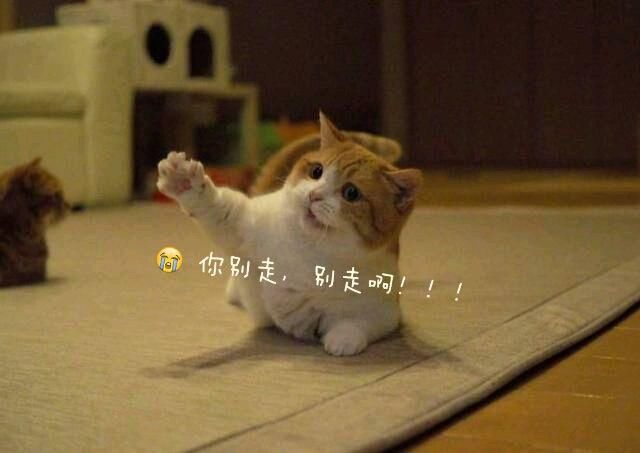 猫咪见事不妙,怎么喊铲屎官都没有回应,于是又开始来软的,可怜巴巴地