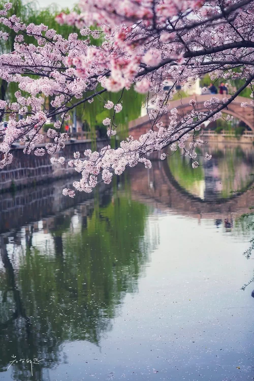 四月的常熟樱花微雨 原汁原味的江南风景