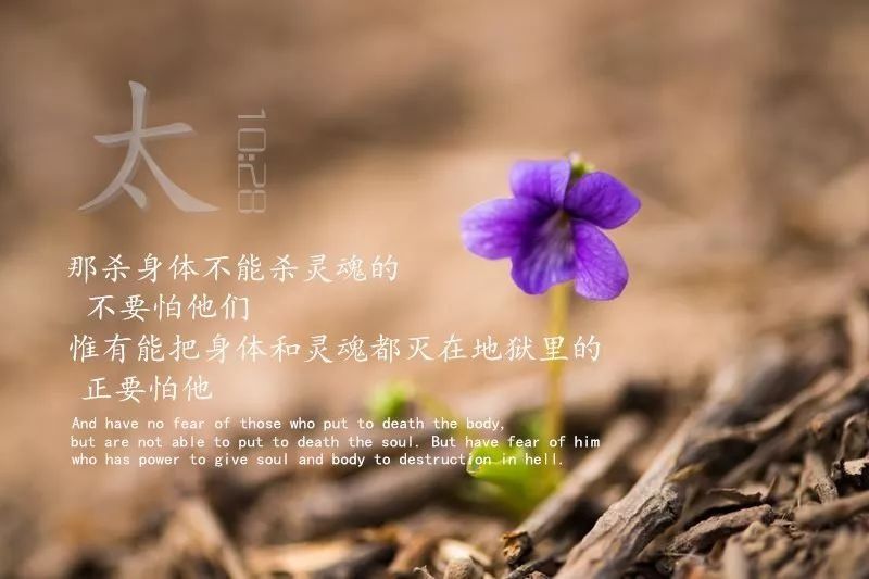太美了,圣经经文金句图片,快来收藏吧!