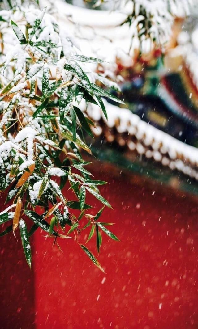 今年寒假也打算去北京故宫看雪,去南京鸡鸣寺赏梅花,满足我这个文艺