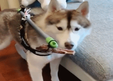 为了让哈士奇在家老老实实的,网友自制一个神器!效果显著