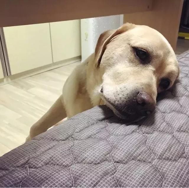 不让拉布拉多上床,可狗狗的表情真是让你看了于心不忍