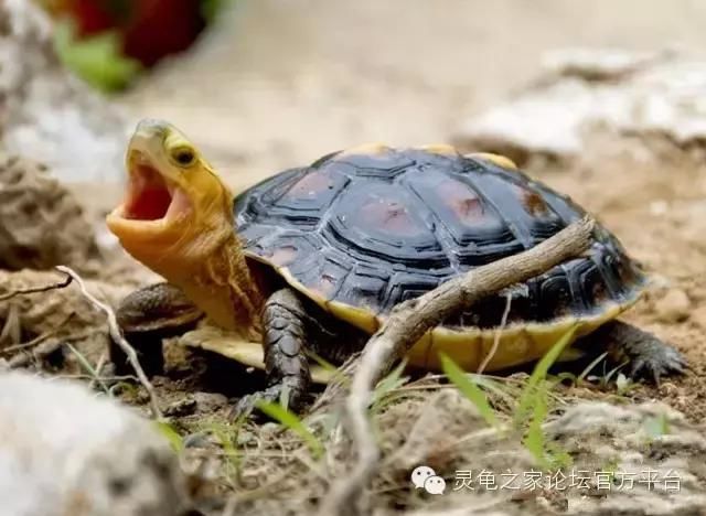黄缘闭壳龟,国龟的魅力