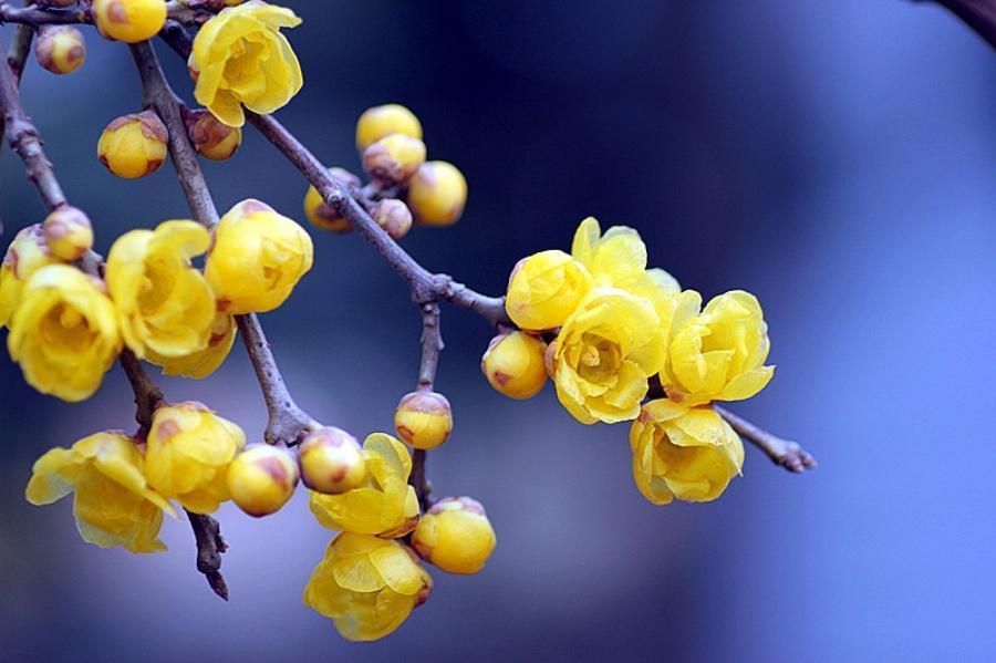 盘点那些先开花后长叶子的植物,你知道几个?