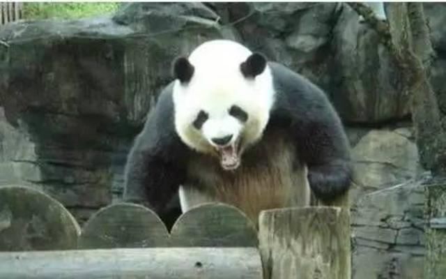 如果熊猫和藏獒打架,到底谁能赢呢?看完哭笑不得
