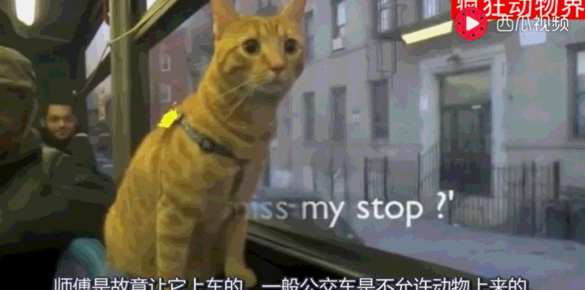 猫咪每天独自坐公交,司机师傅每次都等它上车,原因让人泪崩