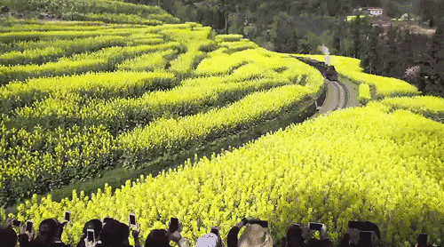 小火车穿越漫山花海开进春天,原来中国也有