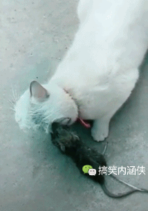 5月20日:搞笑gif集合