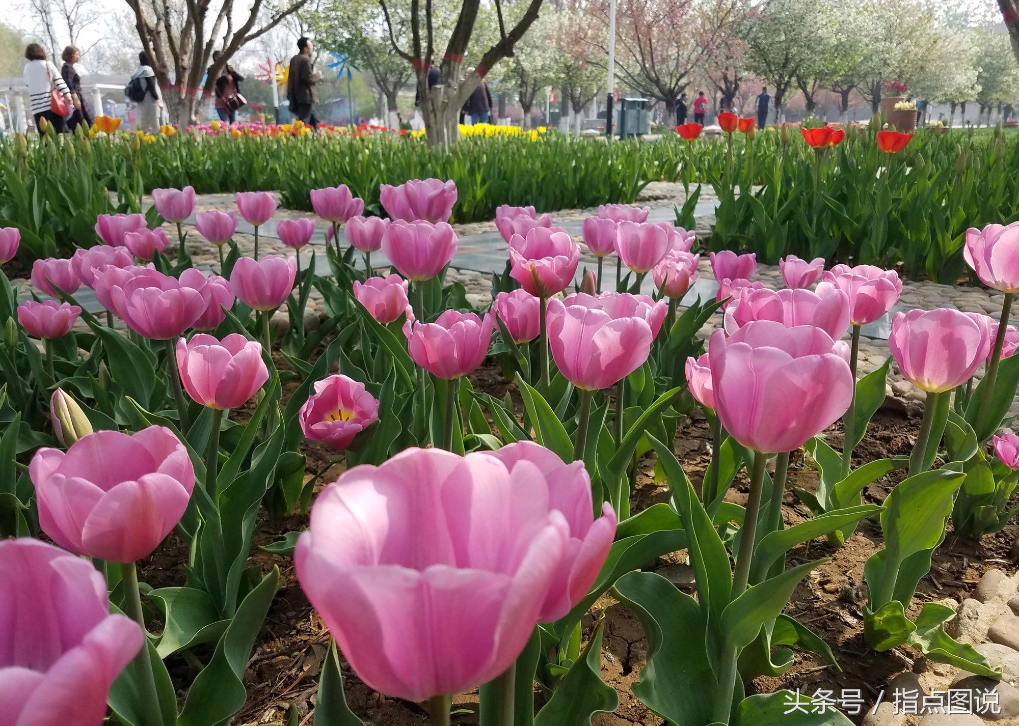 石家庄:"市花""国花"大pk,芳春美景醉游人