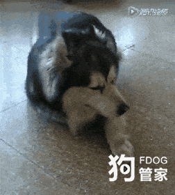 狗狗伤心会流泪?别让你的无知伤害狗狗!