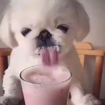 两颗好白菜让黑猪给拱了,不可不信