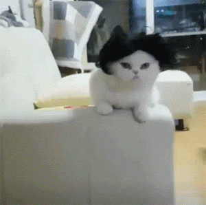 动物也搞笑:救命啊,有条狗要被淹死了,救命啊