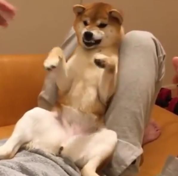 男子挑衅柴犬,狗狗被惹生气龇牙咧嘴想咬人,换个动作它又笑了