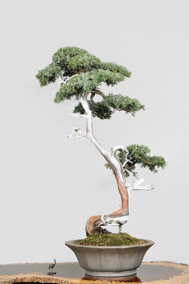 日本原盆进口杜松盆景,红皮白骨,仙风道骨,极其稀少!