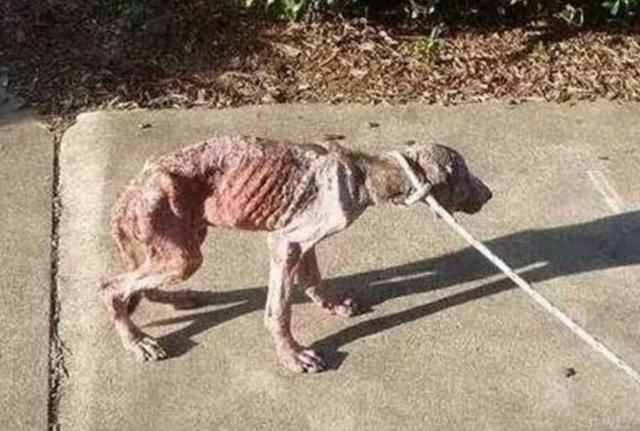 狗狗5个月大被主人虐待,饿得骨瘦如柴,最后主人被警察