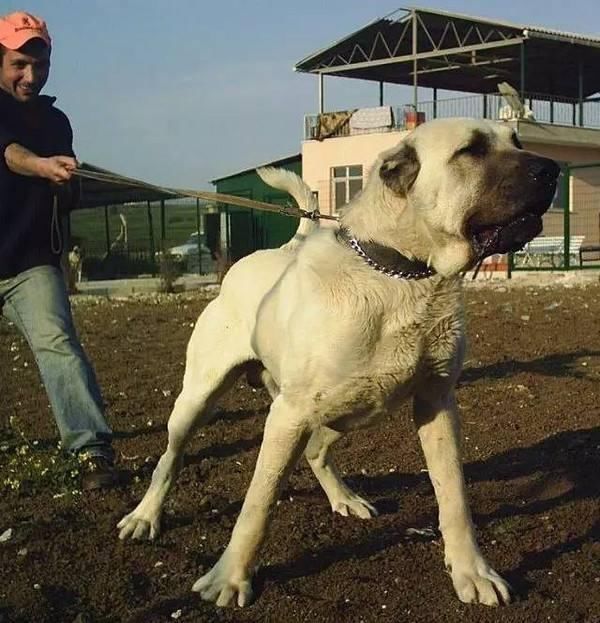 世界十大大型犬排名