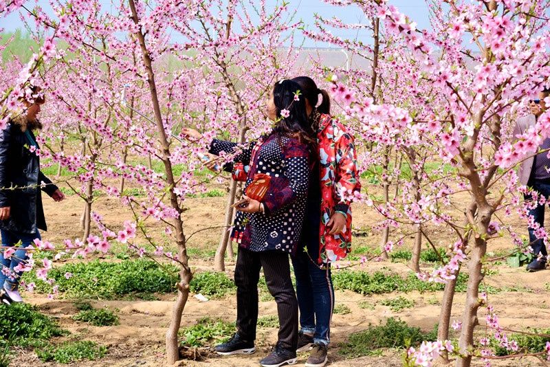 花花世界等你来--河南叶县首届燕山湖桃花节开幕