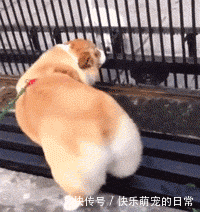 柯基的表情,真是比哈士奇还要二啊!