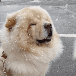 松狮第一次见雪,样子太可爱了!
