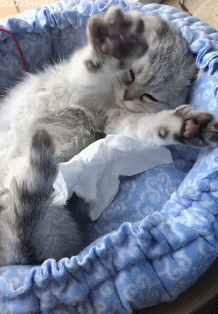 主人企图偷拍小奶猫尿裤子的囧样,却意外收获萌炸天的