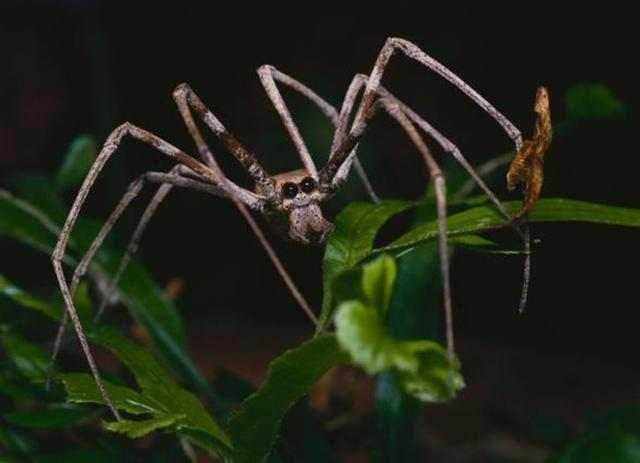 食人魔蜘蛛的这对大眼睛,在黑暗中能让食人魔蜘蛛清楚的看到远处的