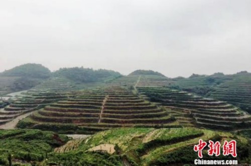 贵州福泉:工业思维下的"扶贫经"