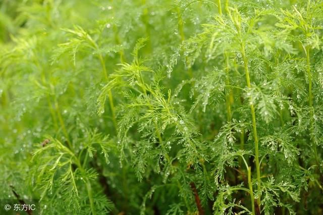 一颗野草,30分钟消灭苍蝇,家里再也没