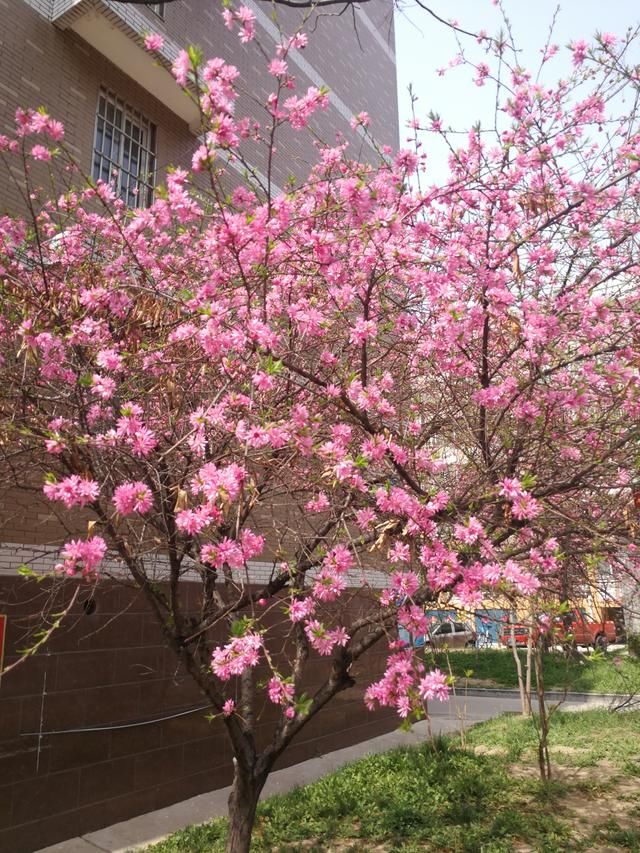 花瓣颜色像桃花,花瓣形状却像菊花,这是一种什么花?