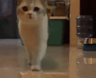 猫咪表情严肃的走正步顺拐,爆笑!这不就是军训顺拐的同学吗