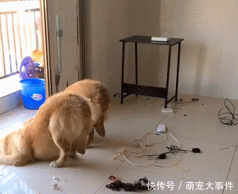 这是我见过的认错态度最诚恳的狗狗了,墙角罚站太小儿科了