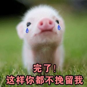 猪猪表情包:这只猪很是可爱