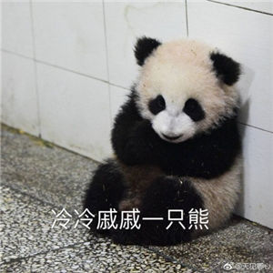 大熊猫幼仔揣手照走红 盘点滚滚表情包