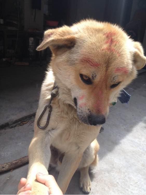 如果有想养狗的看官们,养只中华田园犬也是个不错的选择