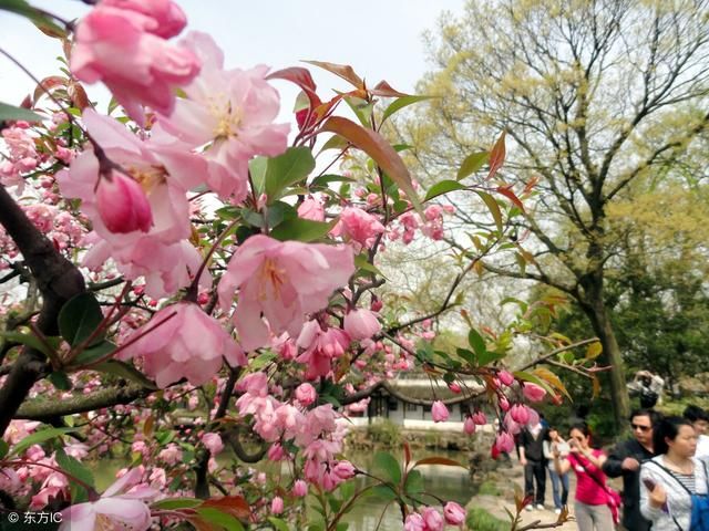 德阳市一月季 广元 市一桂花 洛阳市花——牡丹 内江市一栀子花 郑州