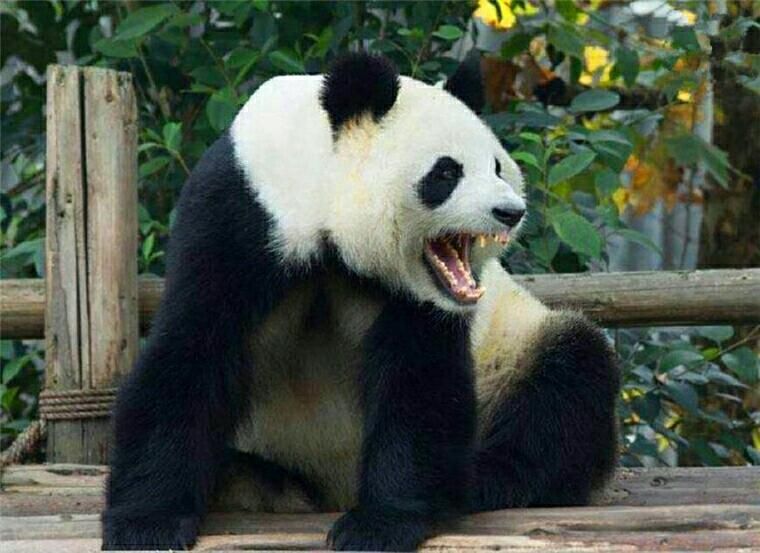 因此,大熊猫被叫做"食铁兽",威武霸气.