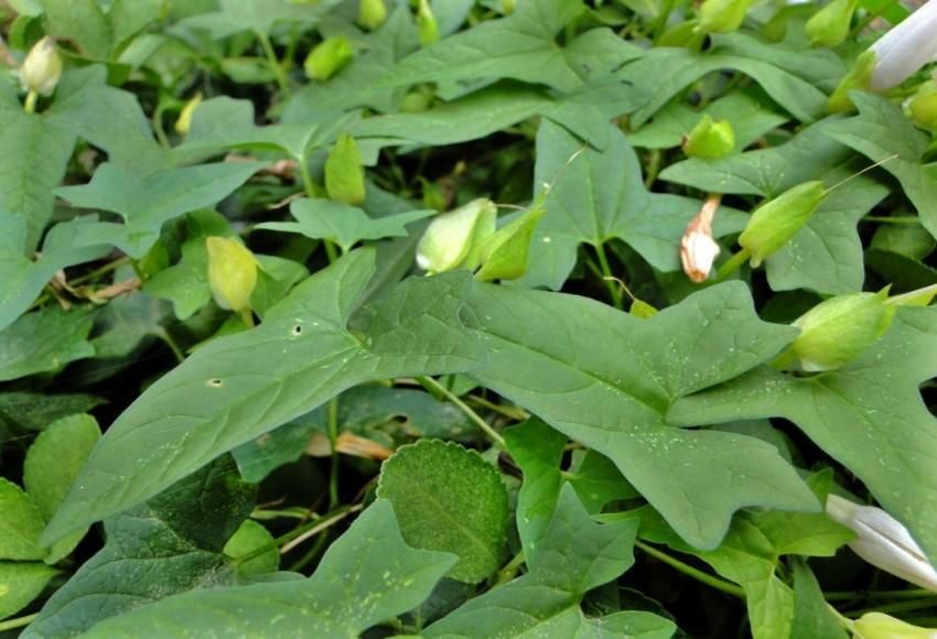 农村这种草药不死锄不尽被当恶草,殊不知竟是药,食两用的美味