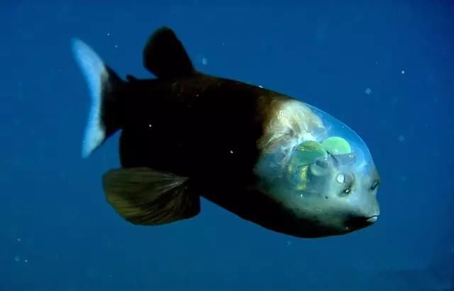 美女潜水员发现一人脸怪鱼 带回去研究后发现竟然是奇特幽灵鱼