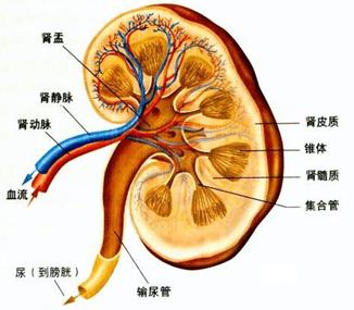 肾脏是人体的重要器官,具有排泄代谢废物,调节水电解质酸碱平衡和内