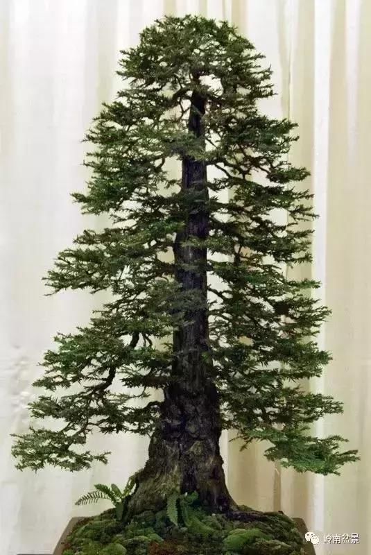 文人树直杆型最为常见,其次是丛林式直杆盆景,还有就是大树型直杆盆景