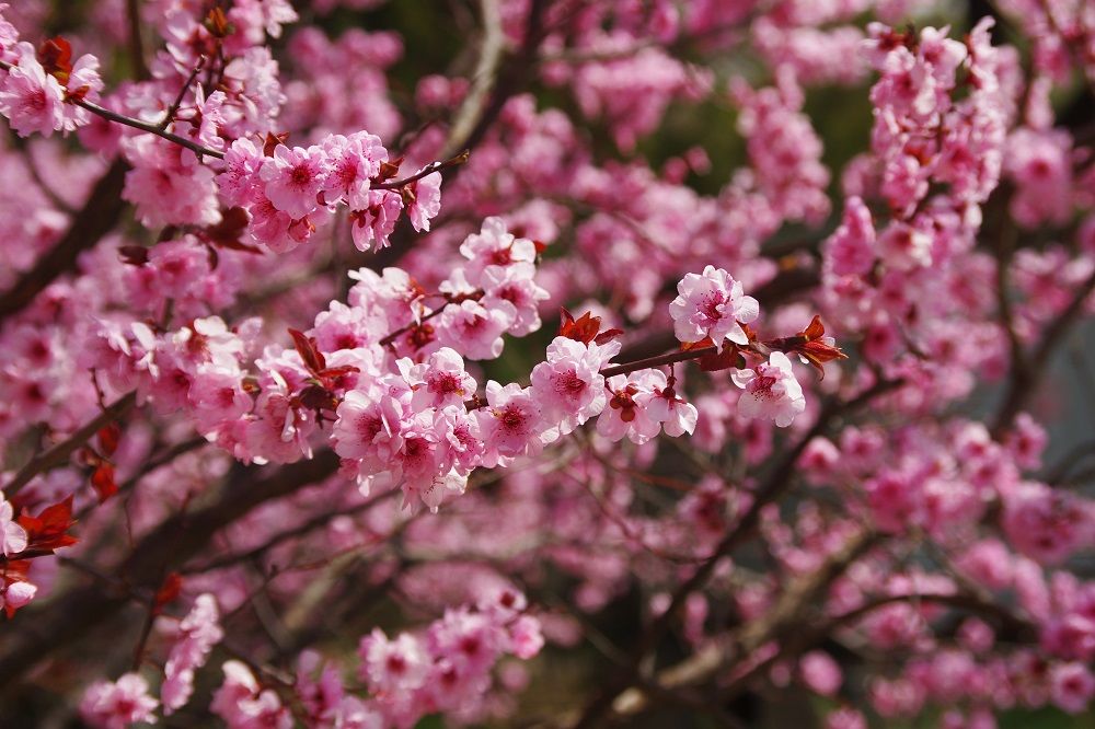 北京四月最美的花海在这里!梅花桃花丁香郁金香争奇斗艳,速来