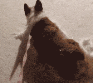 最怕柯基腿短还作死!雪天出门玩,自己腿多长心里没点儿数?