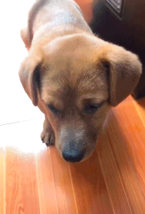 2,狗子:主淫,您要的狗肉汤好了,趁热啊