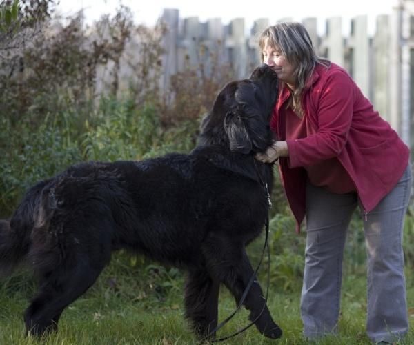 兰西尔犬 大白熊犬是世界上体形最大的狗狗品种之一,肩高体重一般在