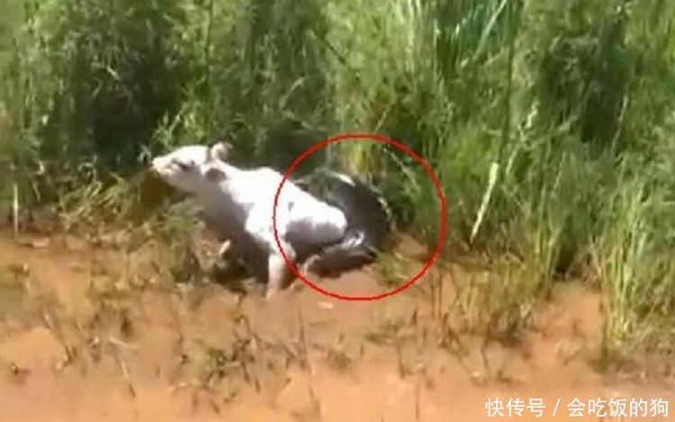 小伙上山放牛,随后见牛含着泪水躺在地上,走近后紧忙找人来帮忙