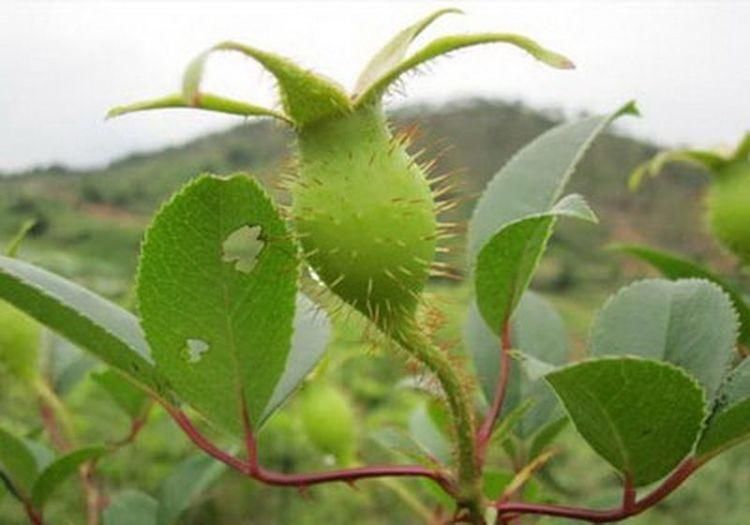 农村5种带刺果子,药用效果很高,却很少有人知道