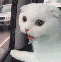 壁纸 动物 猫 猫咪 小猫 桌面 250_253 gif 动态图 动图