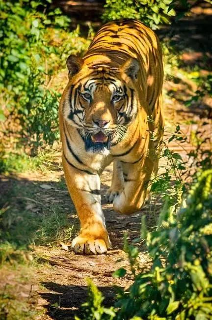 一口气吃下40公斤肉,秒杀非洲雄狮的"虎王",就在仰光动物园