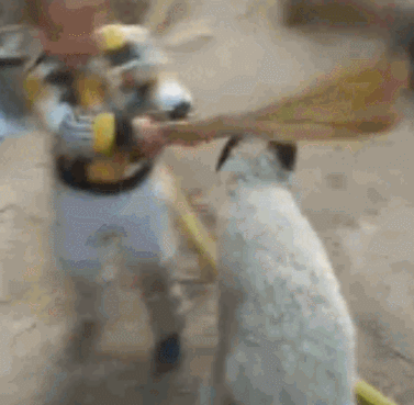 壁纸 动物 狗 狗狗 377_369 gif 动态图 动图