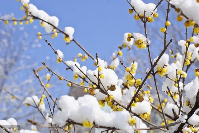 《春雪》 唐·东方虬 春雪满