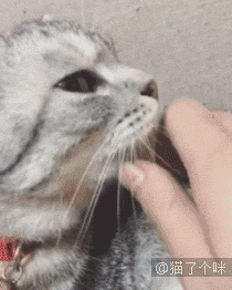 喵星人gif图 : 这张照片火了之后,喵彻底被玩坏了